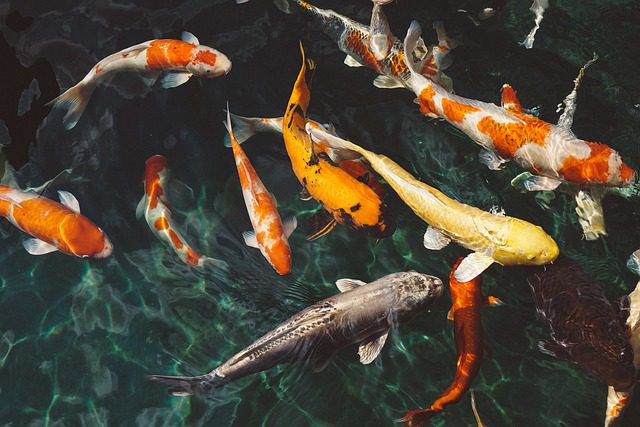 Ryby do Akvária bez Filtra: Jak udržet Vodu Čistou