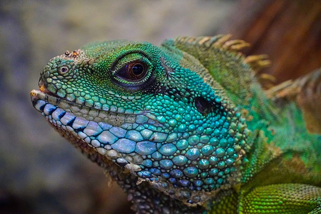 1. Jak vybrat ideální terárium pro vašeho chameleona: Tipy od odborníka se zkušenostmi