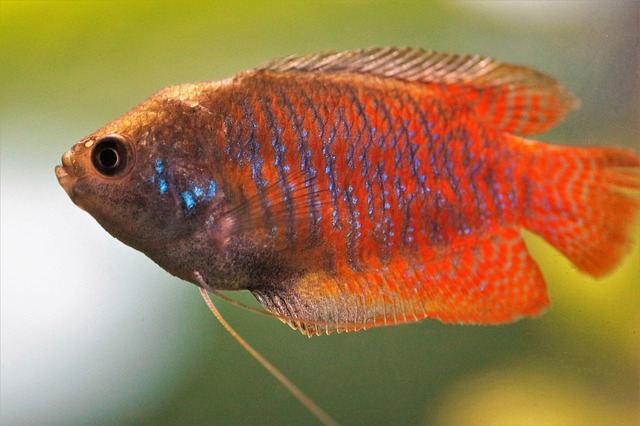 - Trichogaster lalius: Nejkrásnější a nejdůležitější informace o této zakrslé rybce