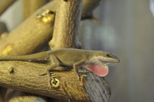 Kytky do terária pro chameleona: Přírodní krásaV teráriu