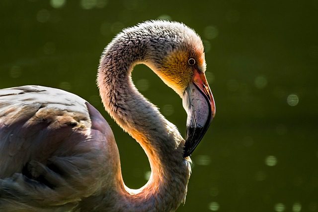 Cryptocoryne Flamingo: Krásná a elegantní rostlina
