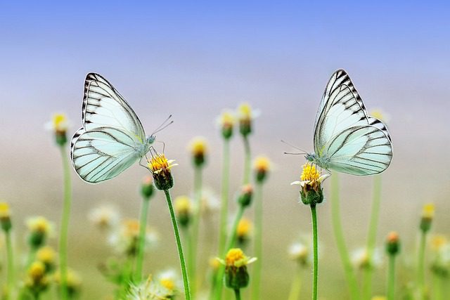 Sumeček motýli Hara jerdoni: Skvělý na čištění dna