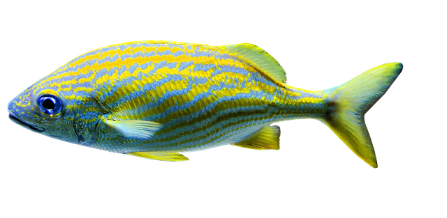 Ryby do 20l Akvária: Malí Společníci pro Malé Nádrže