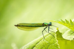 Sevelie pruhovaná Sewellia lineolata: Skvělý rybí čistič