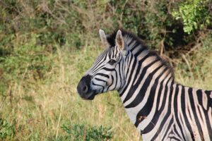 Tlamovec proužkovaný Pseudotropheus zebra: Pestrobarevný tlamovec