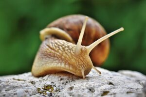 Sliz na řasokouli: Péče, cena a dekorace