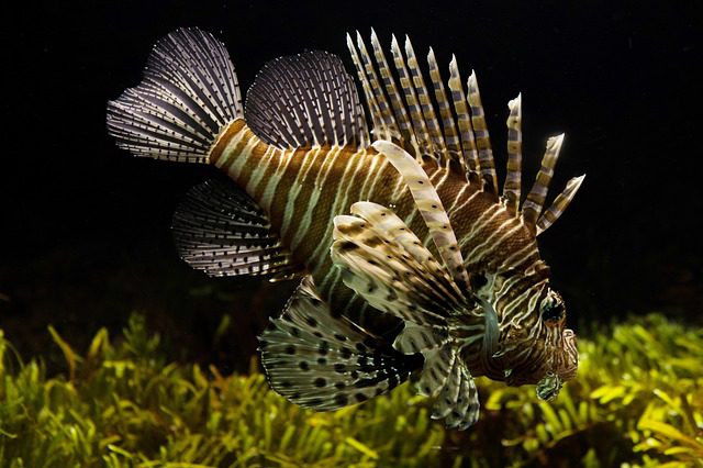 Mořské Ryby do Akvária: Exotickí Společníci ve Vaší Nádrži