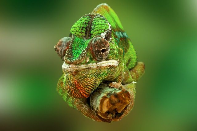 Jaké kytky do terária k chameleonovi: Rostliny pro chameleony