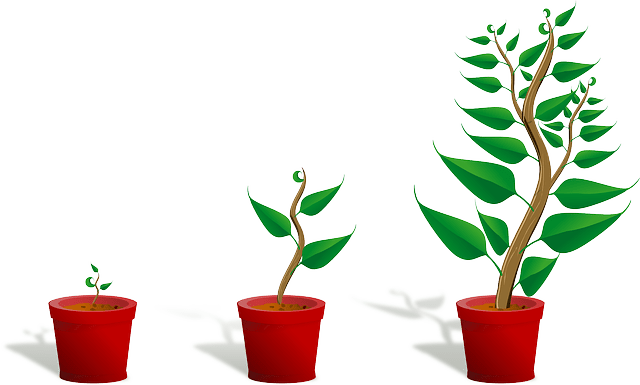 Růst rostlin v akváriu: Základní principy a tipy
