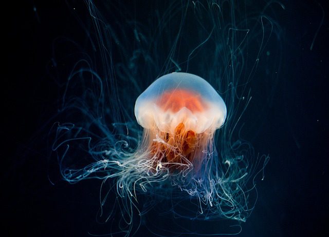 Umělá Medúza do Akvária: Krásná Dekorace Bez Živých