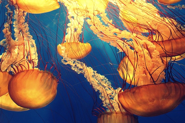 1. Prozkoumejte neobvyklé možnosti ‍pro své akvárium: ‍Medúza jako unikátní​ společník