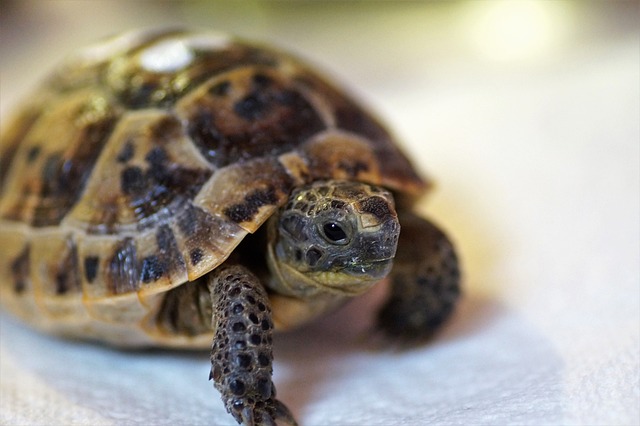 Vhodné terárium⁢ pro suchozemské želvy:​ Jak⁢ vybrat ⁤vhodné vybavení