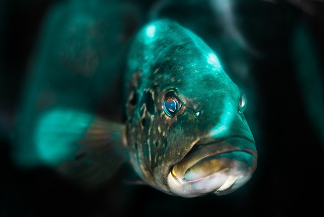 3. Ideální ryby pro začátečníky: Mírumilovné druhy vhodné pro údržbu domácího akvária