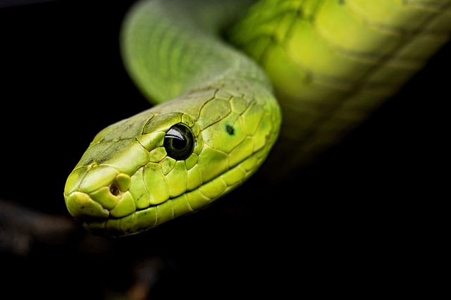 4. Přesné krmení hadů: Co, jak a jak často je nutné krmit hady v teráriu