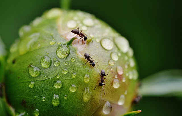 2. Důležité faktory při vytváření terária pro mravence bez gelu