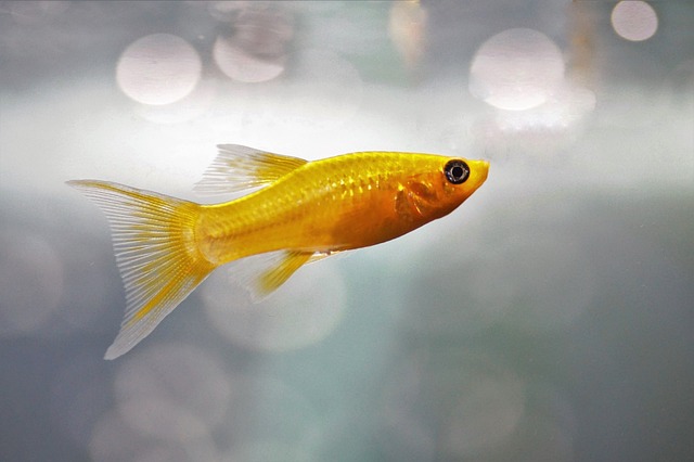 4. Prodej rybiček do akvária: rady pro výběr a přípravu nových společníků