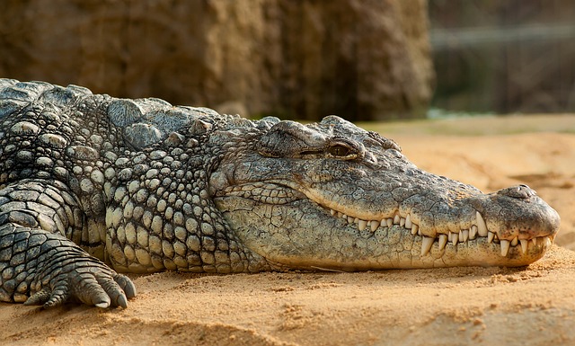 4. Proč správné rozměry terária jsou pro zdraví krokodýla nezbytné: Detailní pohled
