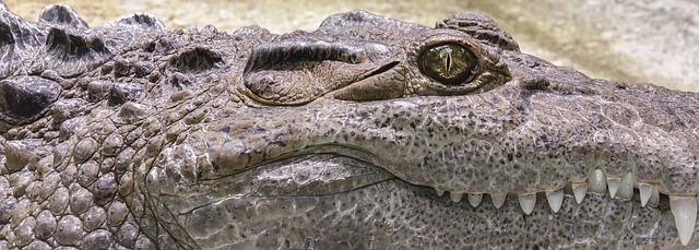 3. Navrhování terária pro krokodýla: Klíčové aspekty a doporučení od odborníka