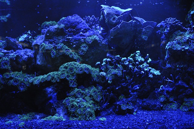Umělé korály do akvária: Proč⁣ jsou důležité pro⁣ váš akváriový ekosystém