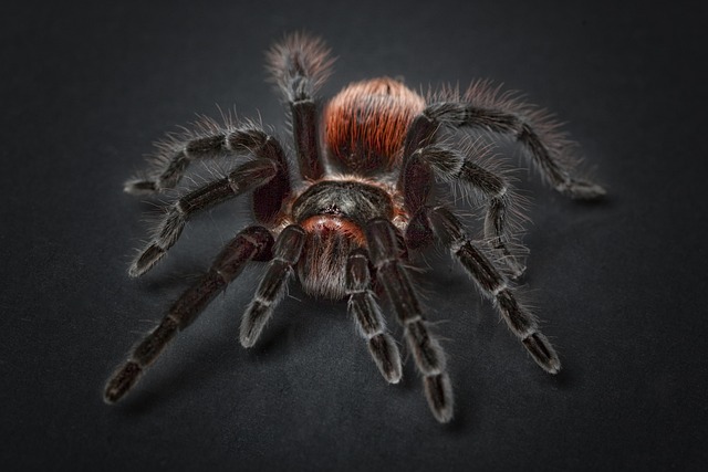 2. Vyberte vhodné materiály pro terárium a zabezpečte bezpečný život pavouků