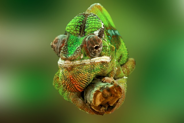 - Proč je důležité poskytnout chameleonovi dostatečný prostor
