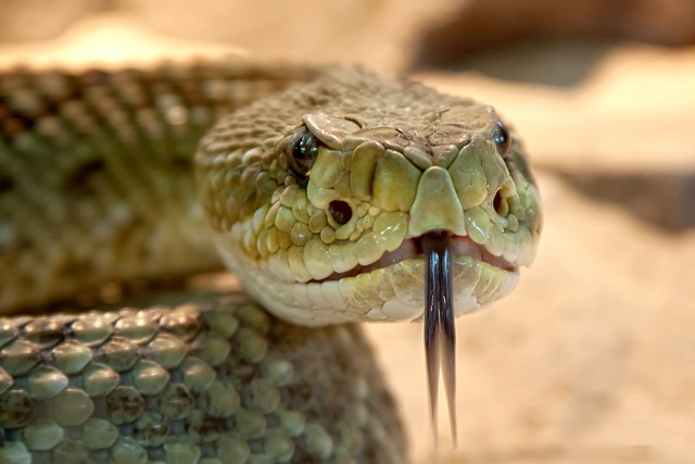 Světlo a teplo: Jak správně vybrat světelné zdroje pro hadí terárium