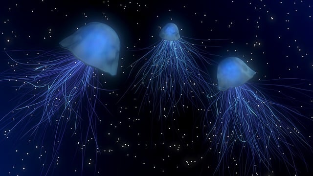 2. Tipy pro úspěšné chování medúz v domácím akváriu