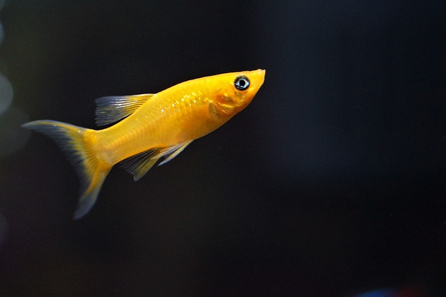3. Naučte se‌ správně starat o rybičky v akváriu‍ pro zdravý ⁢a harmonický život