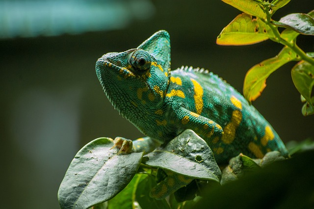 3. Návrhy dekorace terária pro maximální pohodlí a zdraví vašeho chameleona