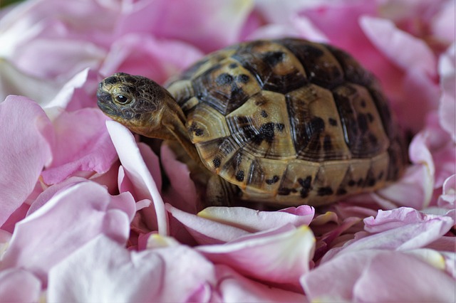 Bezpečné substráty pro suchozemské želvy:⁣ Volba⁣ materiálů a jejich vlastnosti