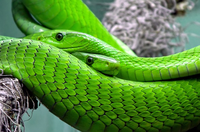 - Jak minimalizovat riziko infekce hadů ve teráriu