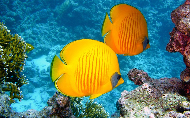 1. Vhodné druhy ryb do akvária o objemu 20 litrů: Malí, ale společenští a aktivní společníci