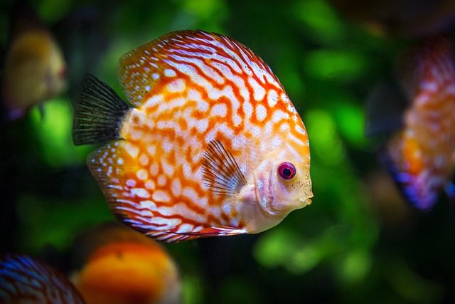 2) Jak přenést ryby do nového akvária bez stresu a újmy