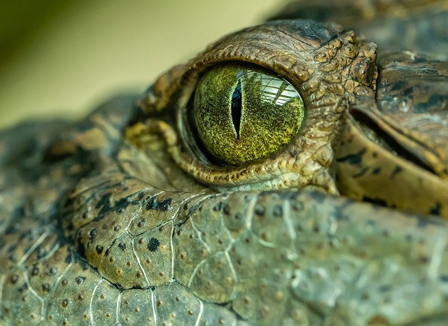 Poznejte fascinující‍ svět krokodýlů ve⁢ vašem akváriu
