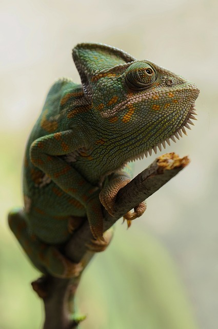 4. Proč je správný substrát pro terárium chameleonů klíčový pro jejich zdraví?