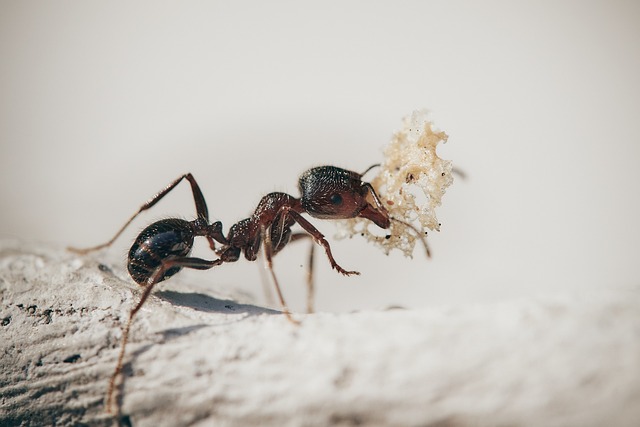 3. Správné prostředí pro zdravý růst a vývoj mravenců v teráriu