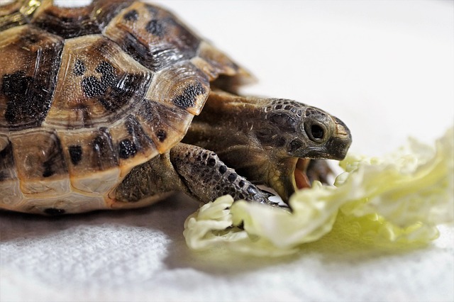 Výživa suchozemských želv: Krmiva a​ jejich správné podávání