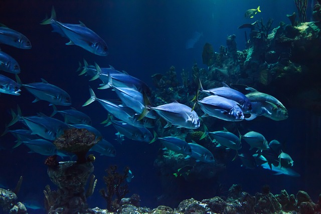 4. Algi a nečistoty: Jak udržet akvárium čisté a zabránit vzniku problémů ​s rybkami