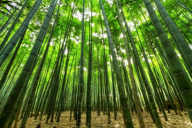 2. Jak správně připravit bambus pro terárium a zajistit mu ideální podmínky?