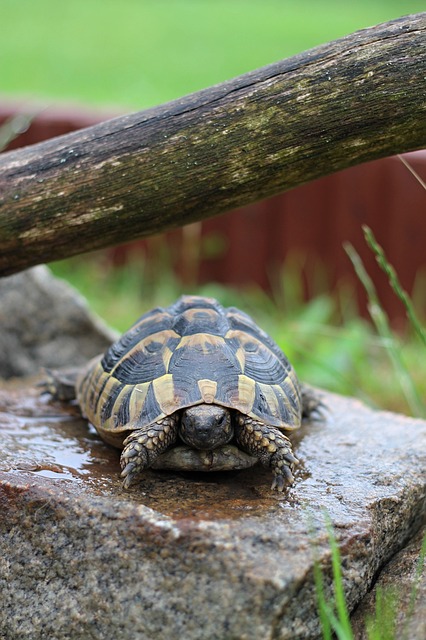 Jaká je ideální velikost terária pro želvu zelenavou?