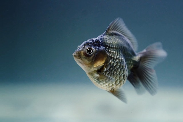 2. Objevte ideální druh ryby pro váš akvárium:‌ odolné​ a⁣ snadno adaptovatelné ​druhy