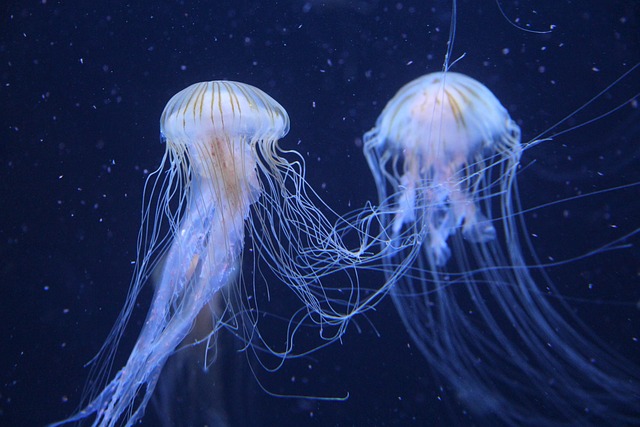 3. Zajímavosti o⁢ chovu medúz: Udržování ideálních podmínek pro jejich​ život