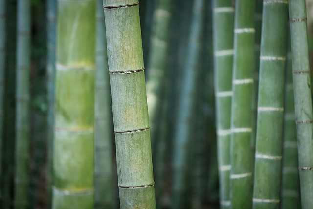 4. Jak zvolit správný druh bambusu pro vaše terárium?