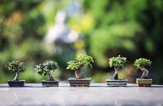 - Proč je důležité pravidelně⁣ udržovat​ bonsai v teráriu
