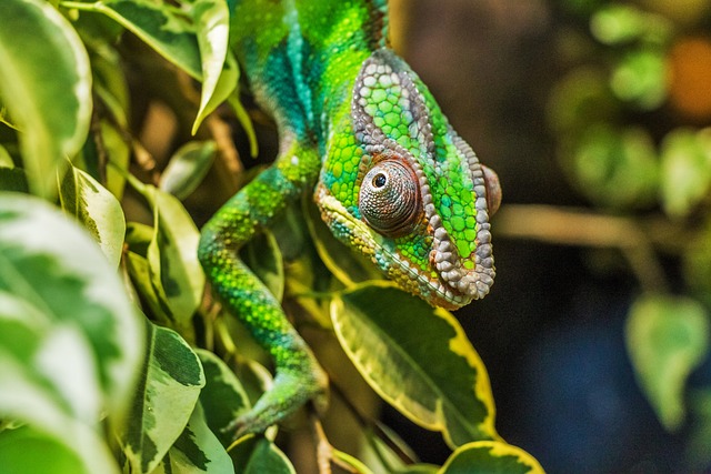 4. Dopad nesprávné vlhkosti na chameleony: Problémy a jejich prevence