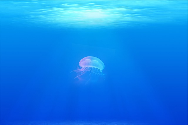 4. Nejjednodušší druhy medúz vhodné pro začátečníky v akvaristice