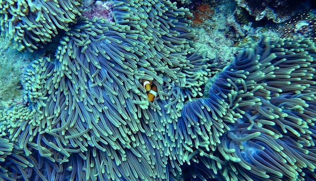 4. Naučte ‍se správně péči o mořské korály ve vašem akváriu