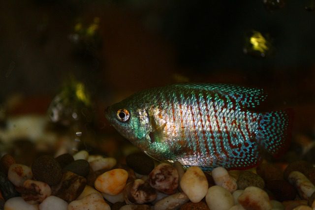 Modrý Rak do Akvária: Fascinující Rybka v Barevném Kabátku