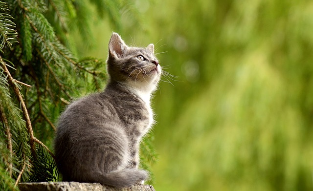 2. Zkušenosti a recenze: Jak Cats Best Oko Plus ovlivňuje prostředí terária