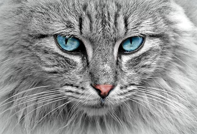 6. Informace o Cats Best Oko Plus: Získejte podrobnou znalost o tomto vynikajícím substrátu pro terária